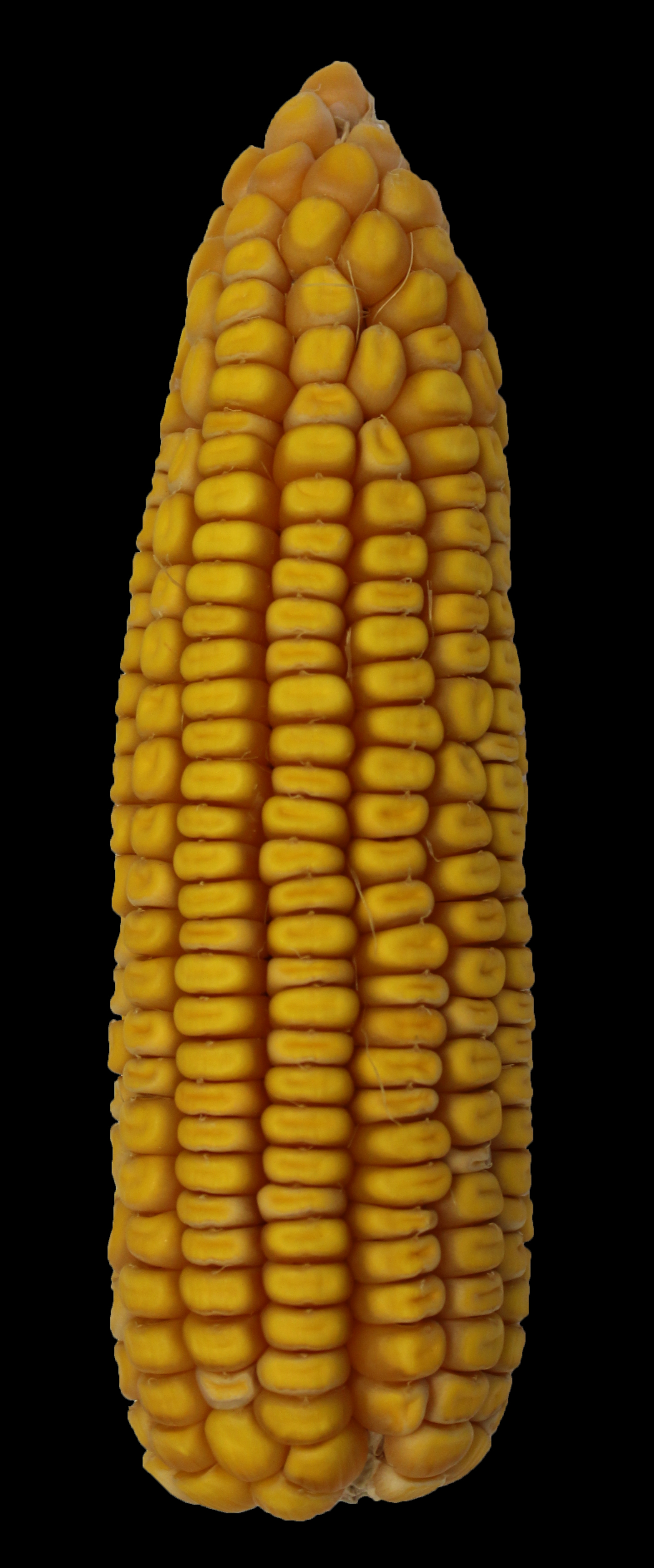 CO472 ear