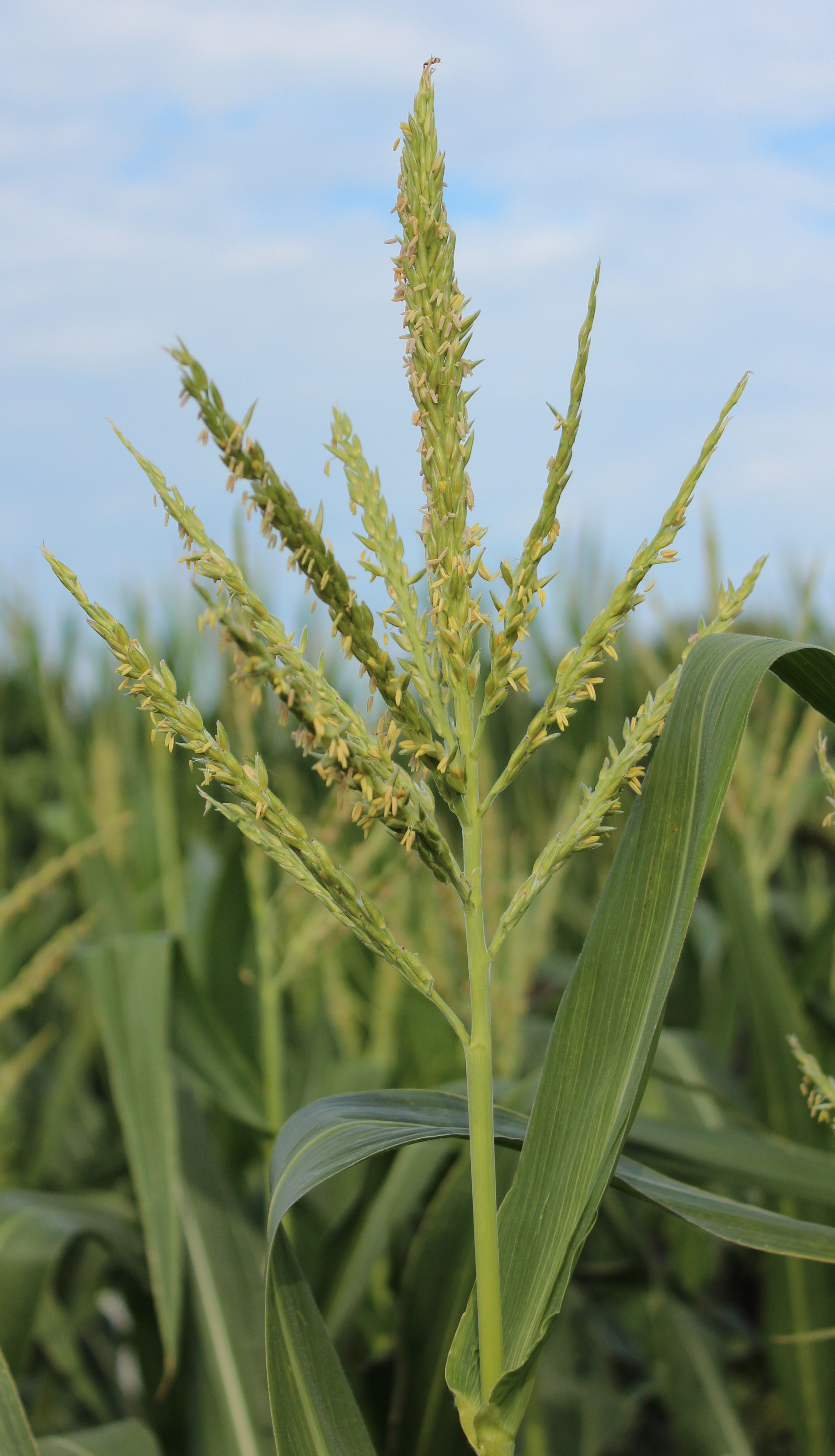 CO473 tassel