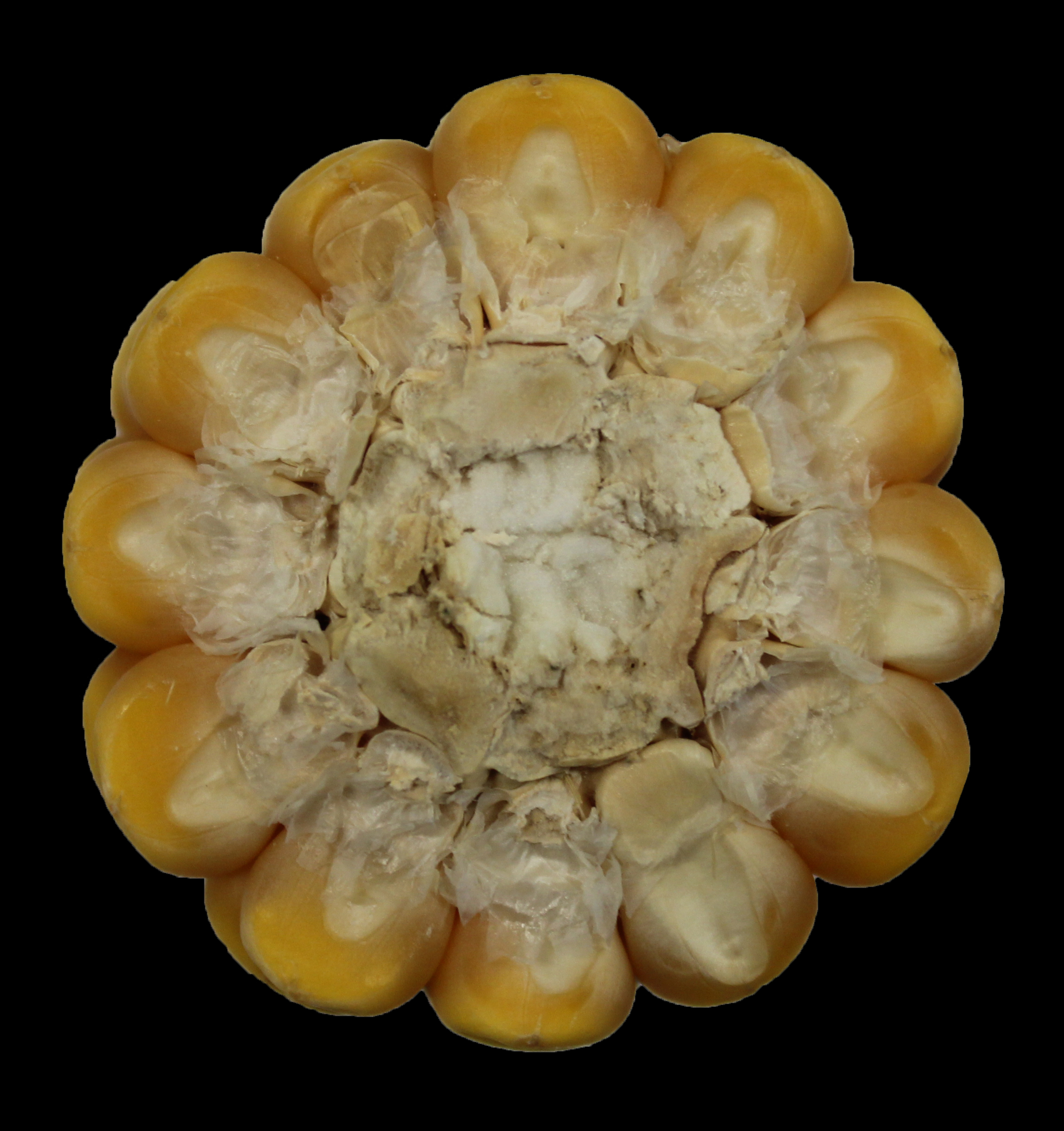 CO473 cob