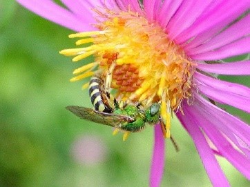 bee