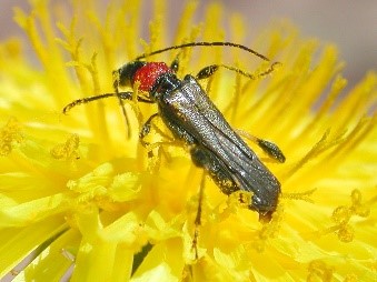beetle