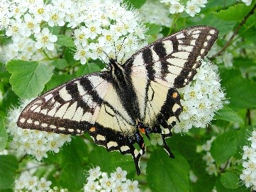 butterfly