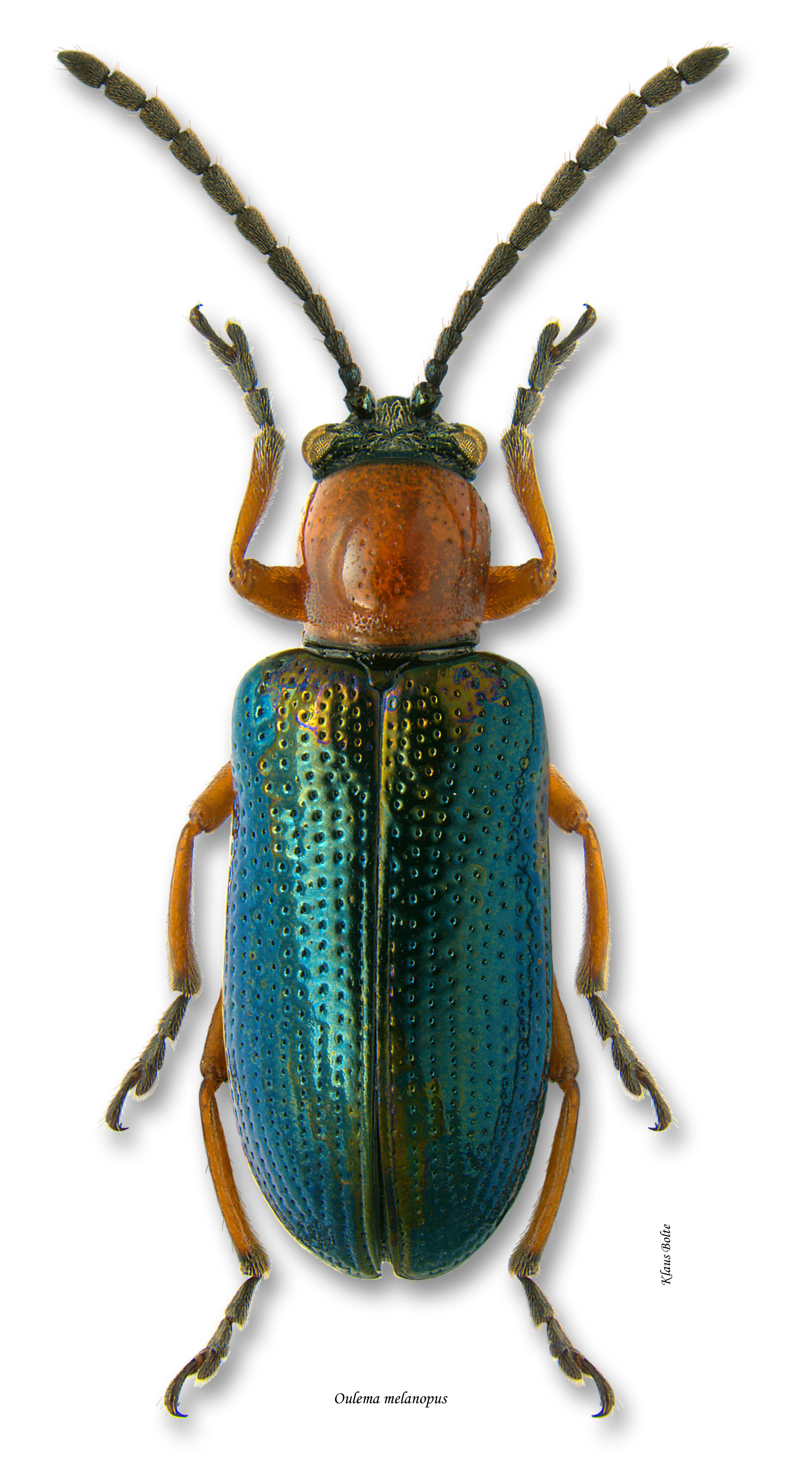 Cereal leaf beetle