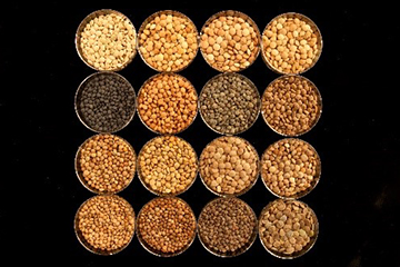 Image de graines de diverses variétés de lentille (Lens culinaris).