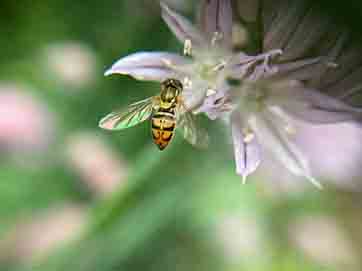 fly