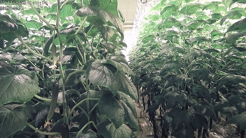 Cucumber crop in the greenhouse at Wageningen University and Research