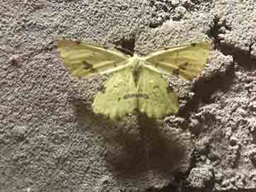 moth