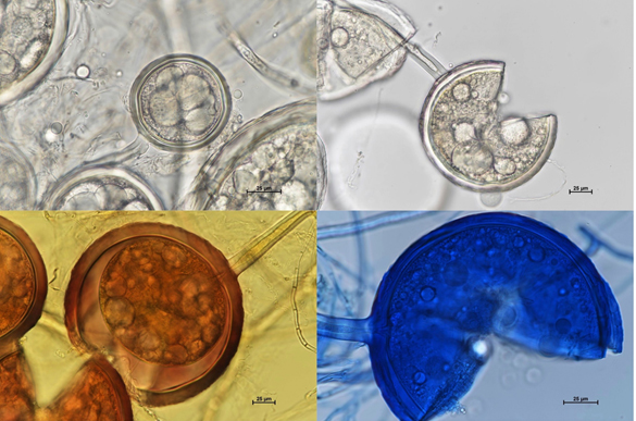 DAOM 235539 Claroideoglomus claroideum