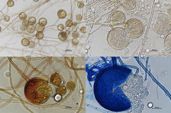 DAOM 235539 Claroideoglomus claroideum