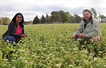 Researchers kneeling in a field of buckwheat crops