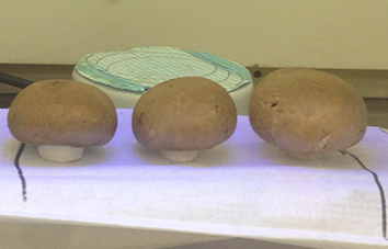 Three brown mushrooms in a row under green tinted UV light
