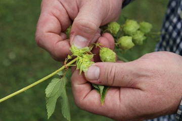 Mains ouvrant des fleurs de houblon pour exposer les glandes à lupulines qu’elles renferment