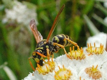 wasp
