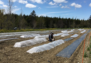 Un chercheur inscrivant des données sur un bloc‑notes au milieu d’un champ utilisé pour la recherche agricole où sont installés des tunnels bas et du paillis bioplastique.