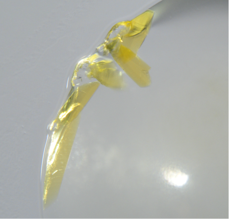 Yellow microscopic crystals of the discovered enzyme that removes the harmful effects of the toxin.