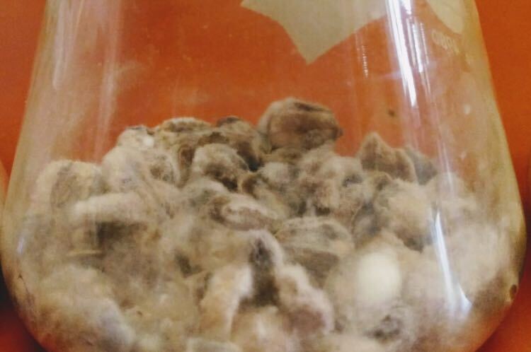 Glass beaker containing blackened corn kernels covered with white fuzzy fungus.