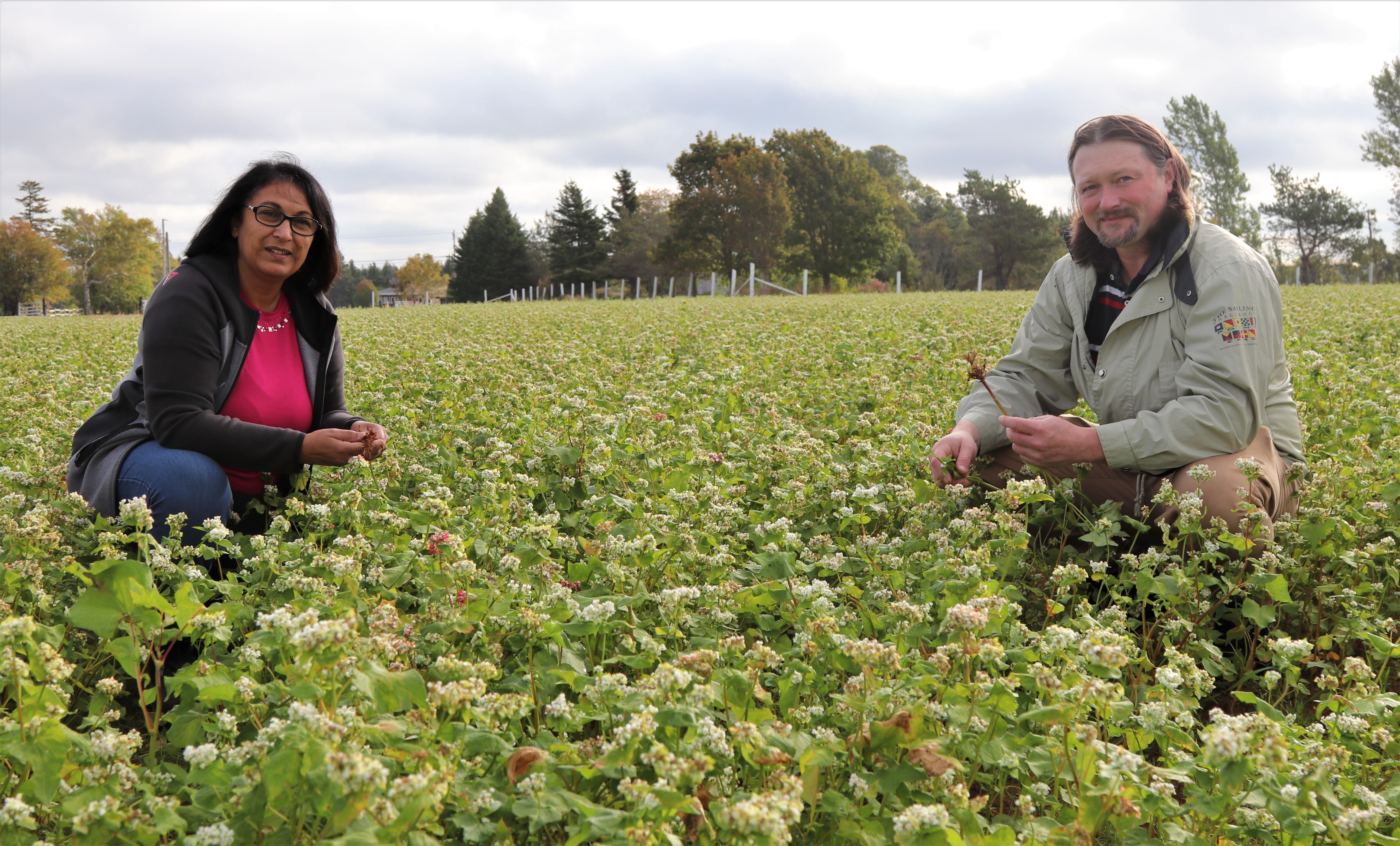 Researchers kneeling in a field of buckwheat crops